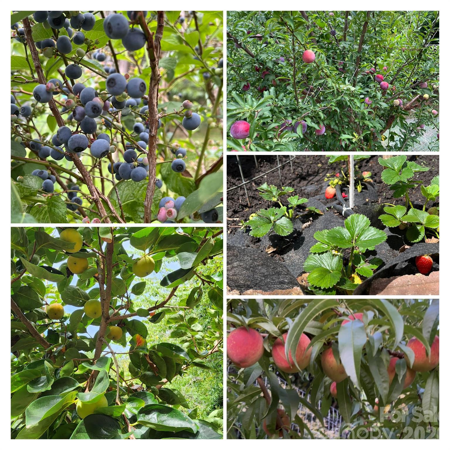 Riverwood - Residential