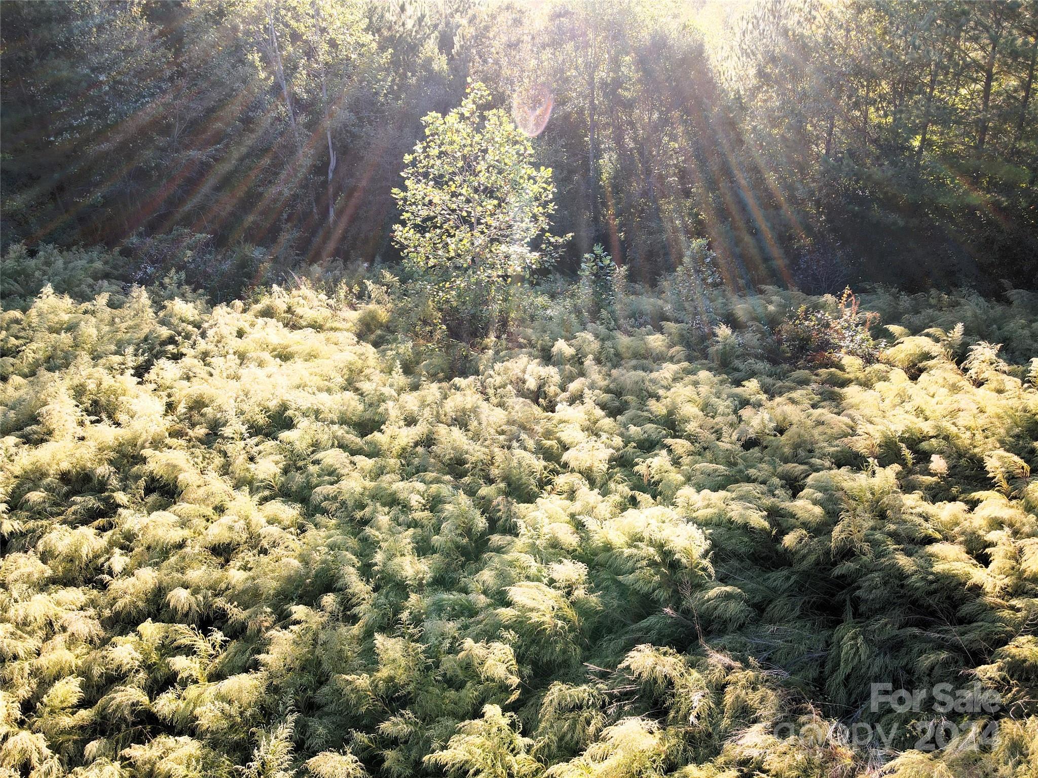 Broad River Highlands - Land