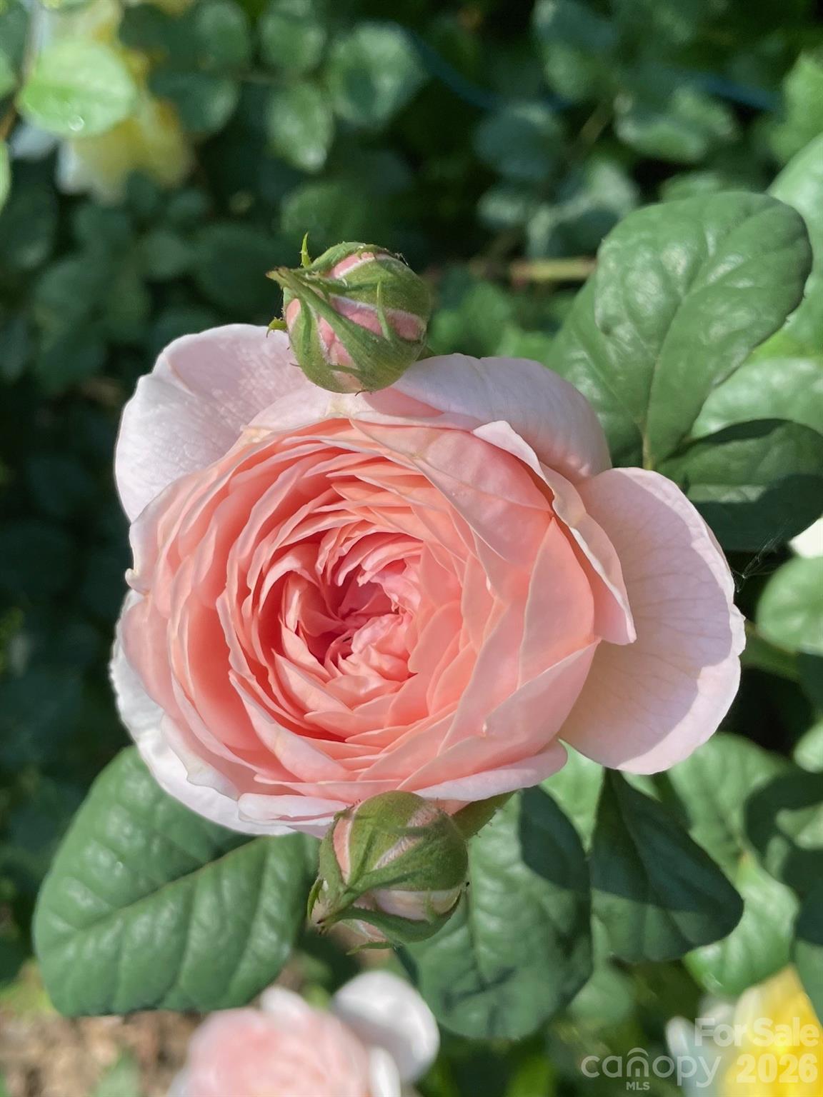 Cobblestone Manor - Residential