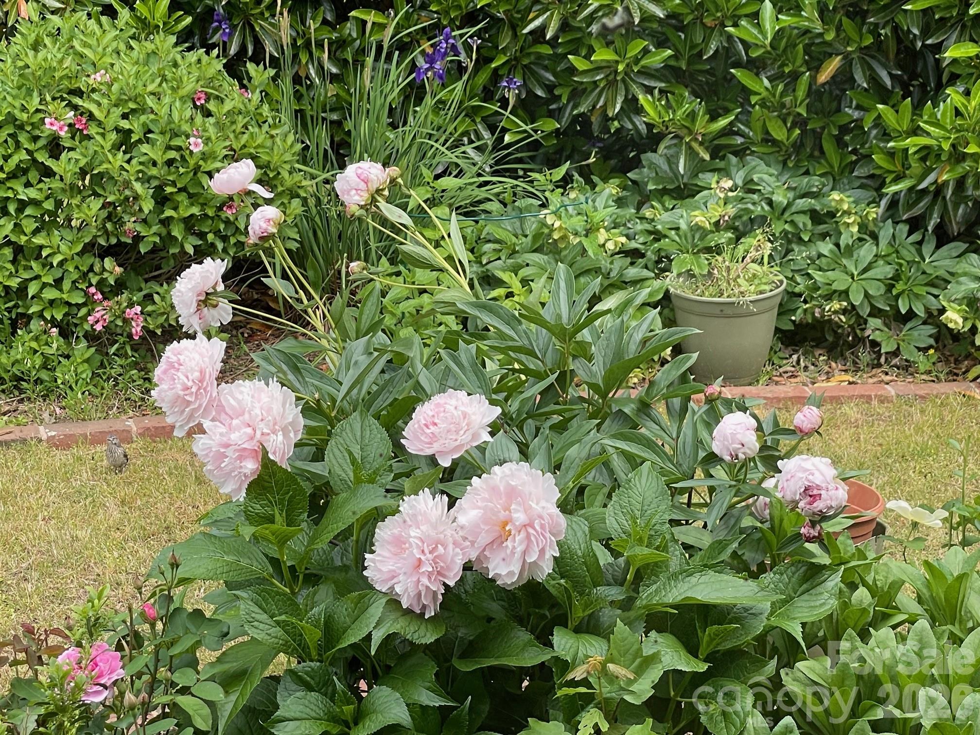 Cobblestone Manor - Residential