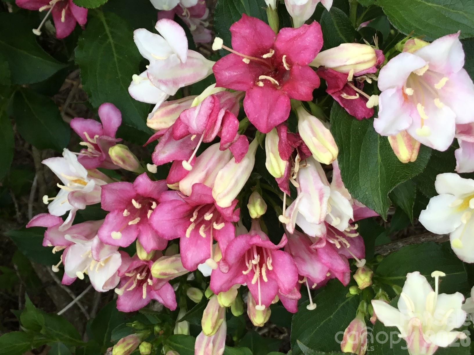 Cobblestone Manor - Residential