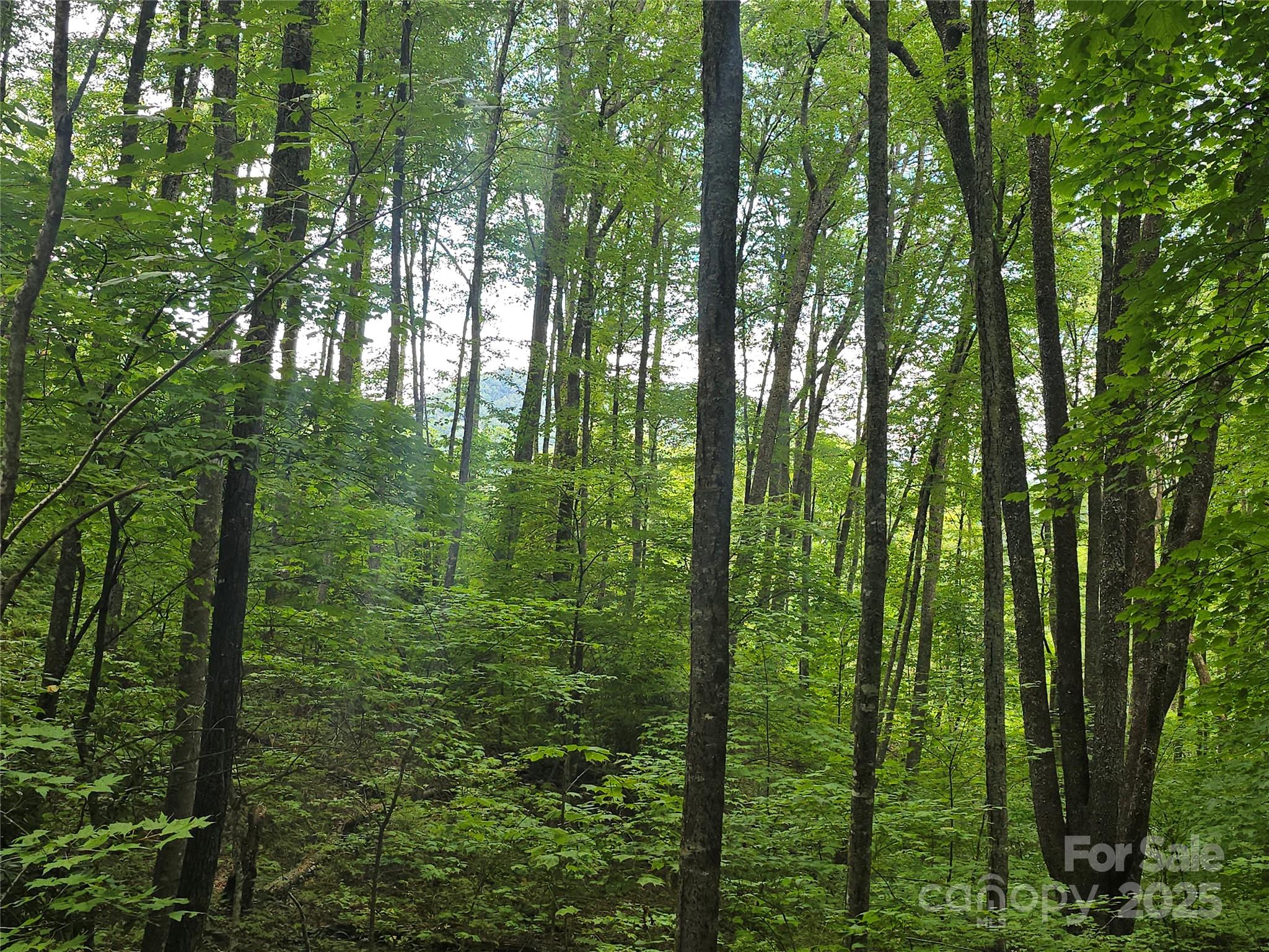 Sherwoode Forest - Land