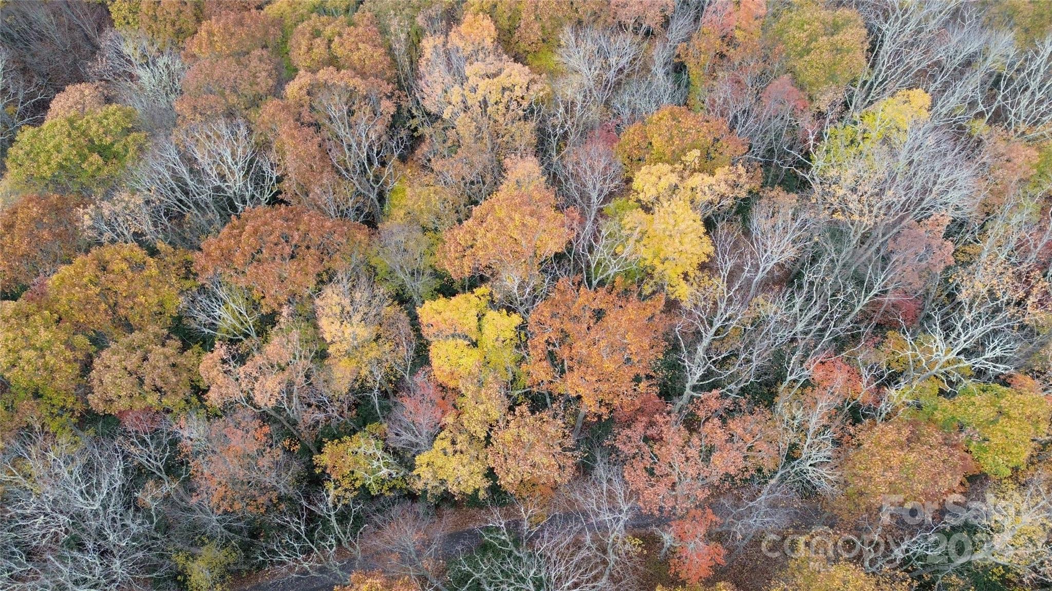 Sherwoode Forest - Land