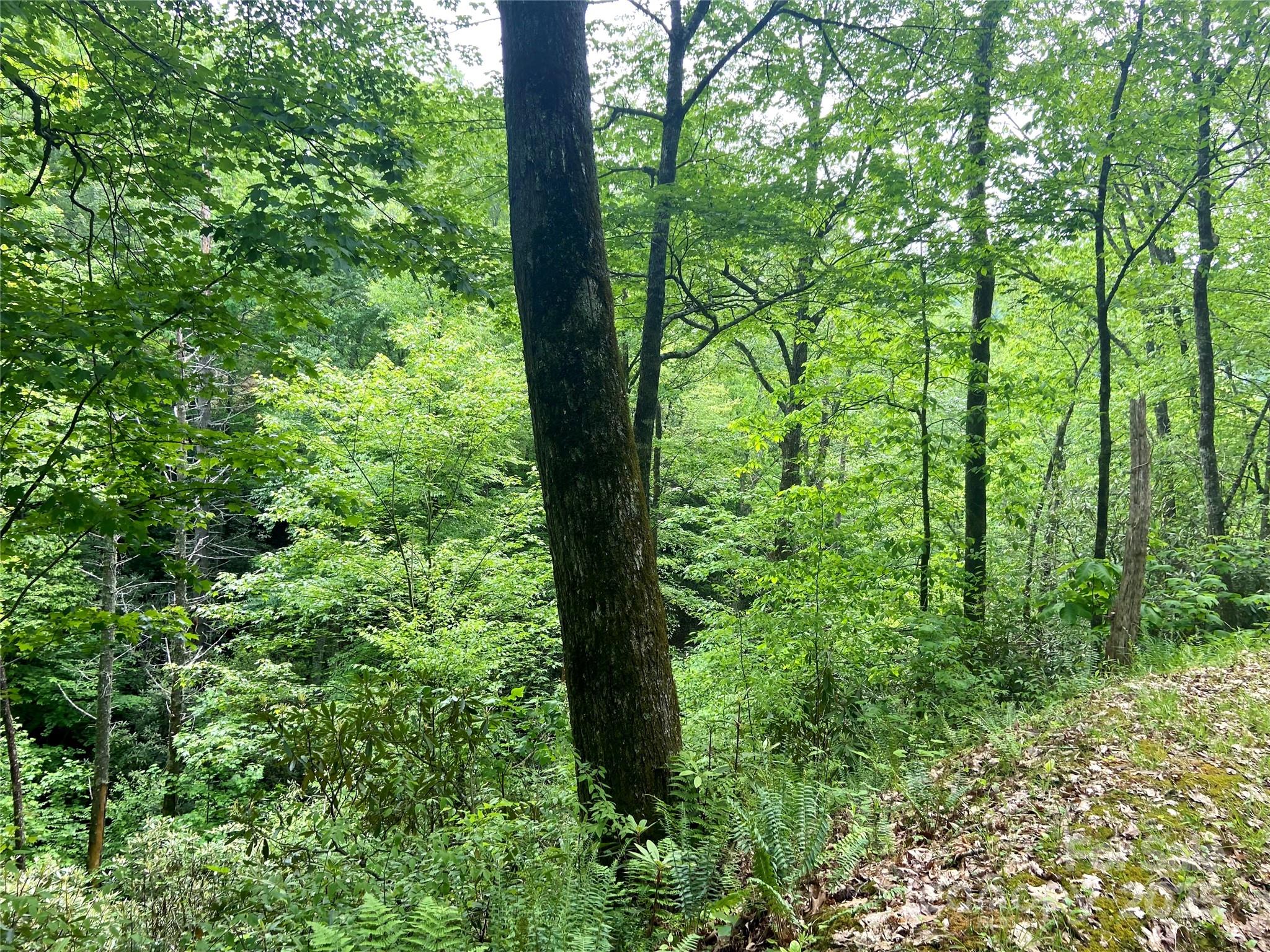 Lot 10 Mystic Forest Way 10