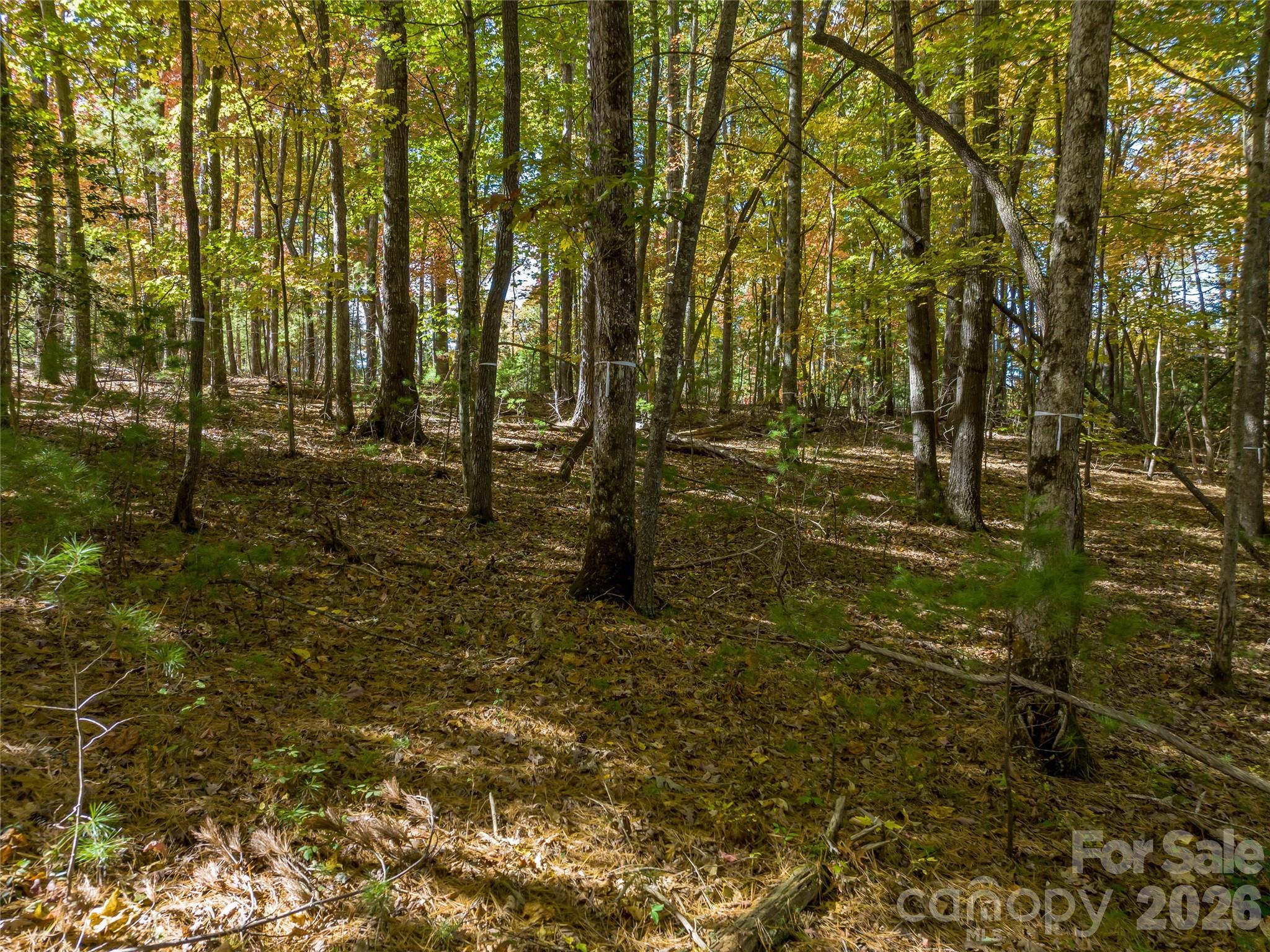 Ramble Biltmore Forest - Land