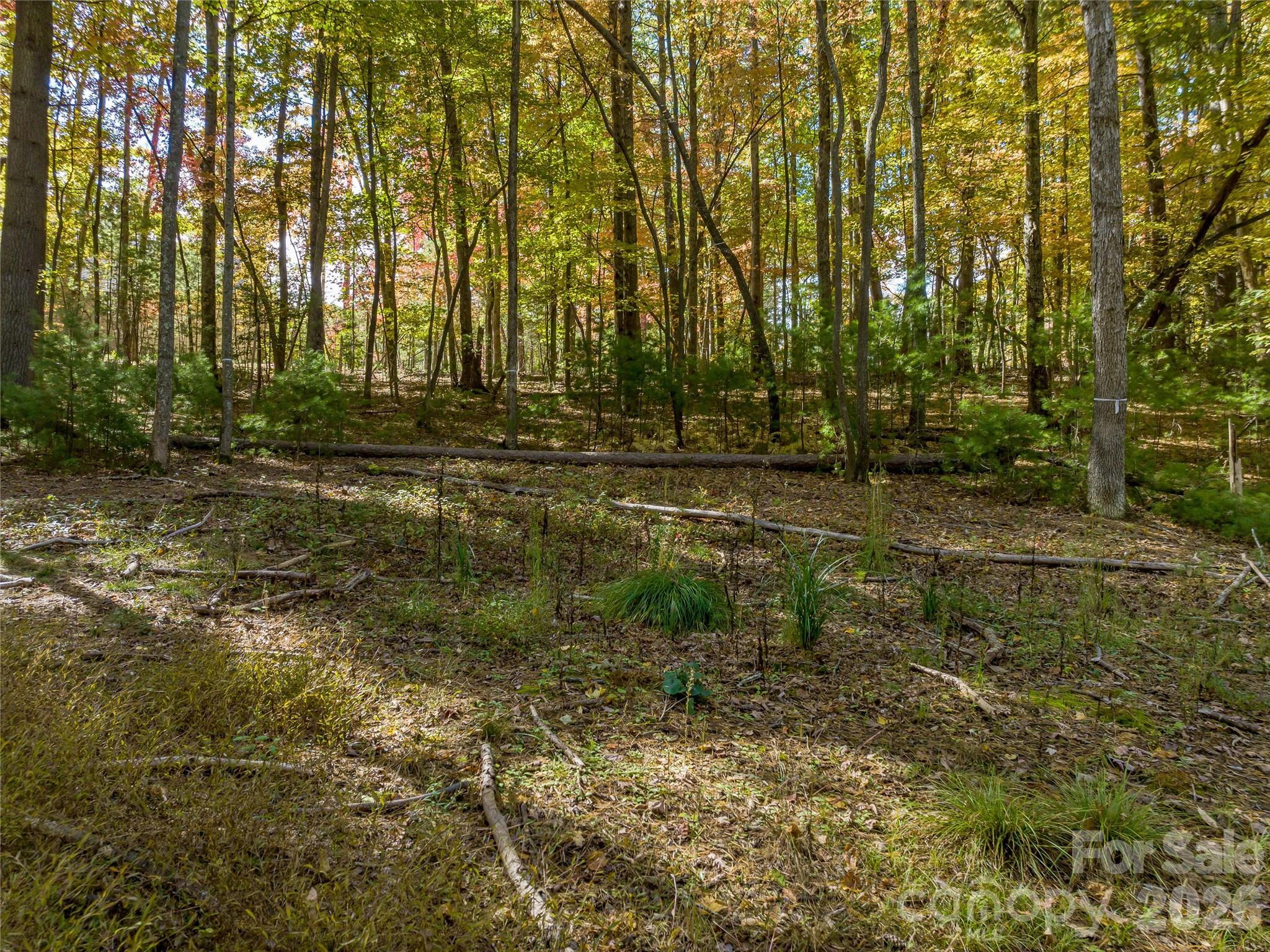 Ramble Biltmore Forest - Land