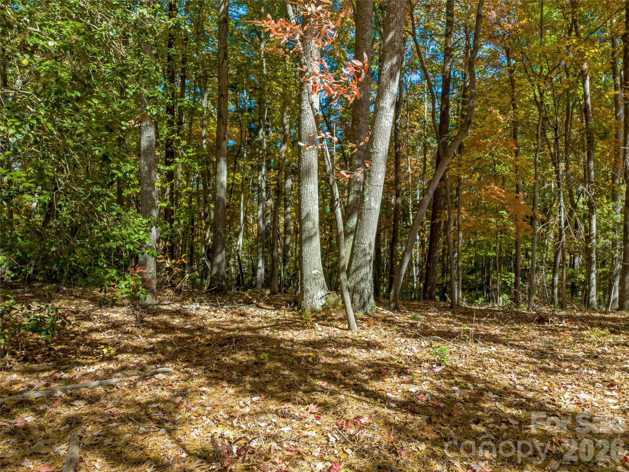Ramble Biltmore Forest - Land