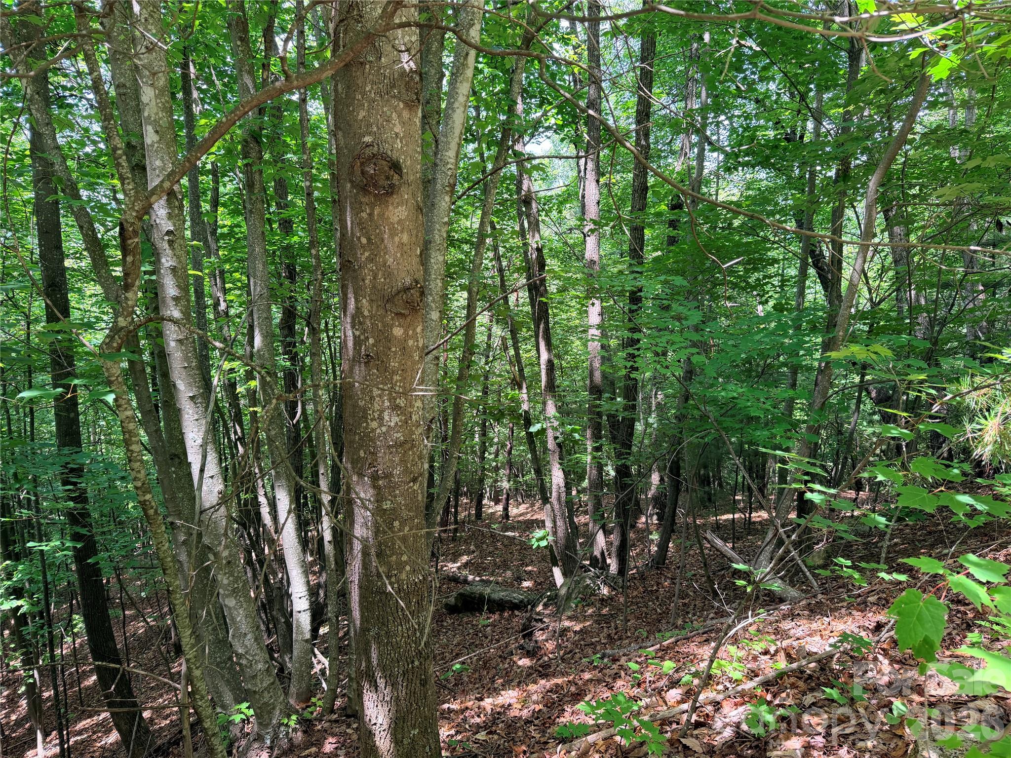 Buck Mountain - Land