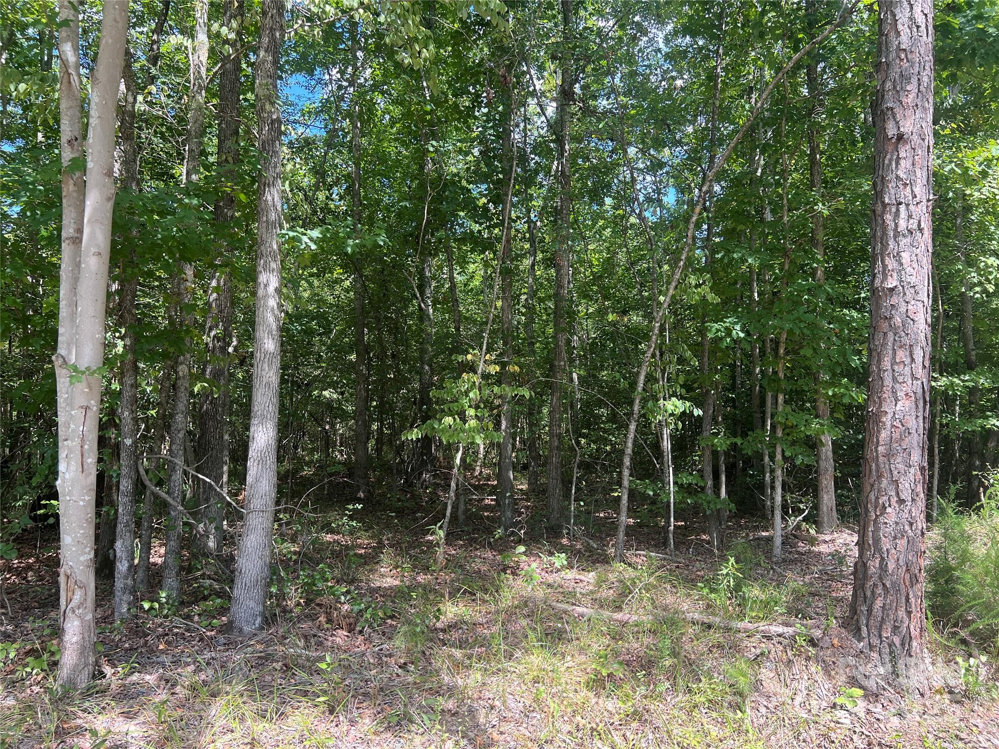00 Blue Branch Road Tract A