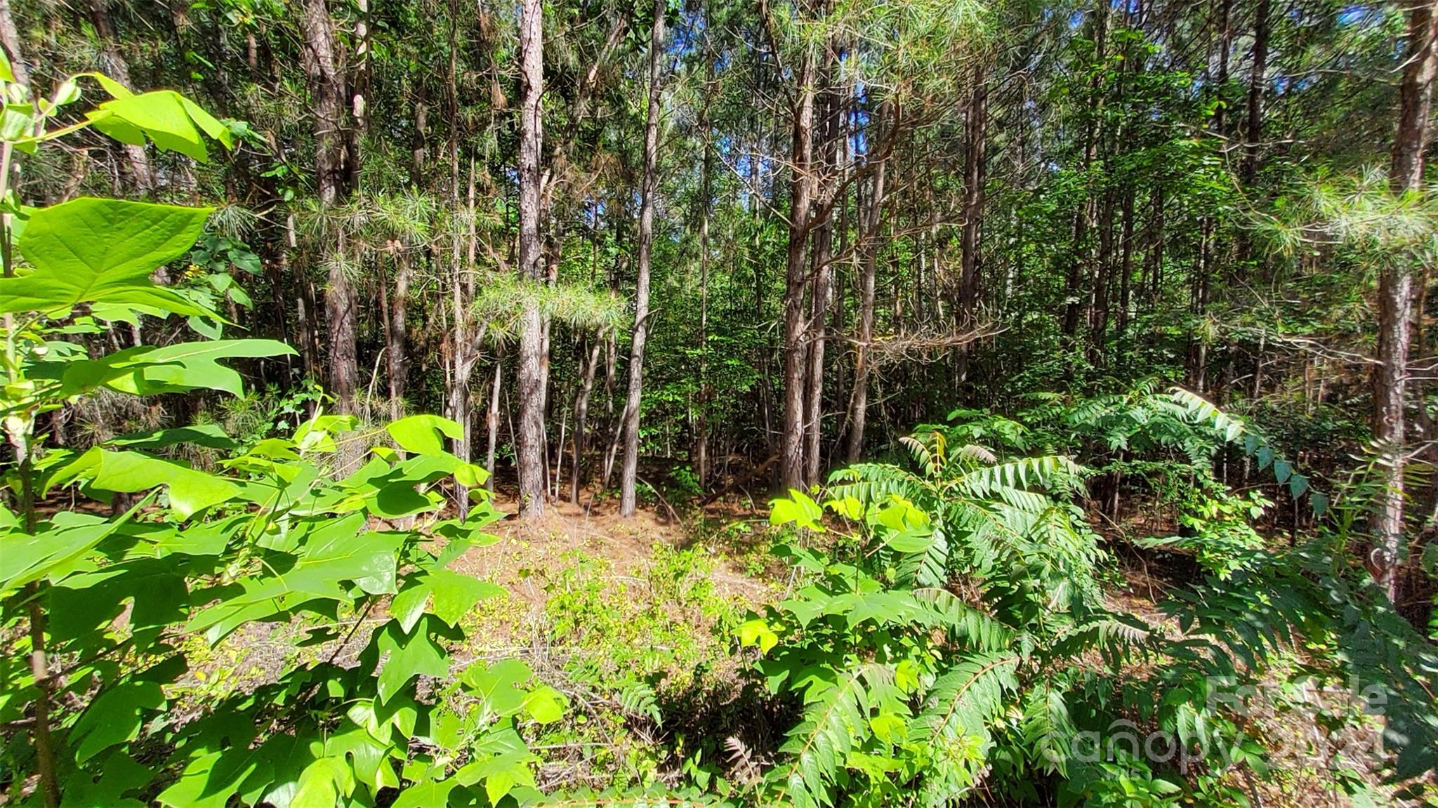 000 Loblolly Lane 22