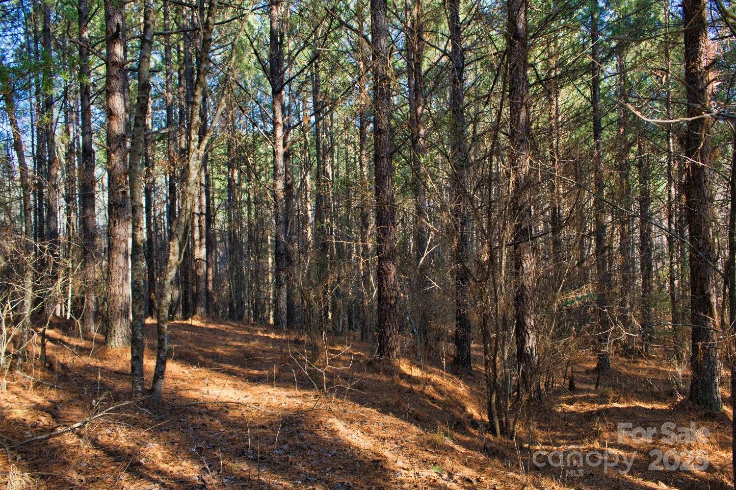 Clearwater Creek - Land