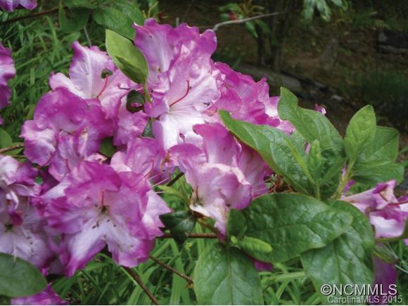 Laurel Falls - Residential