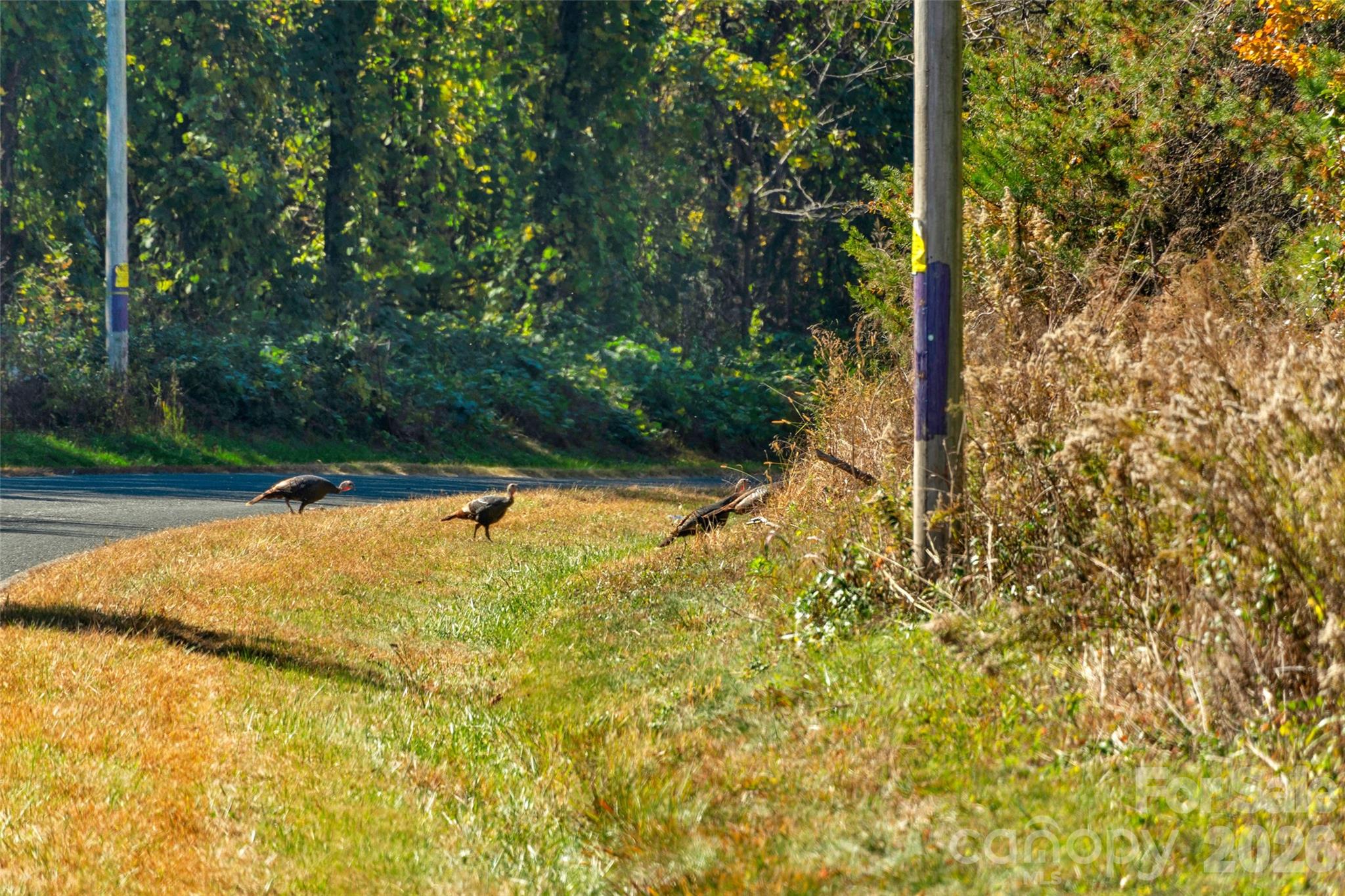 0000 Bud Davis Road 8