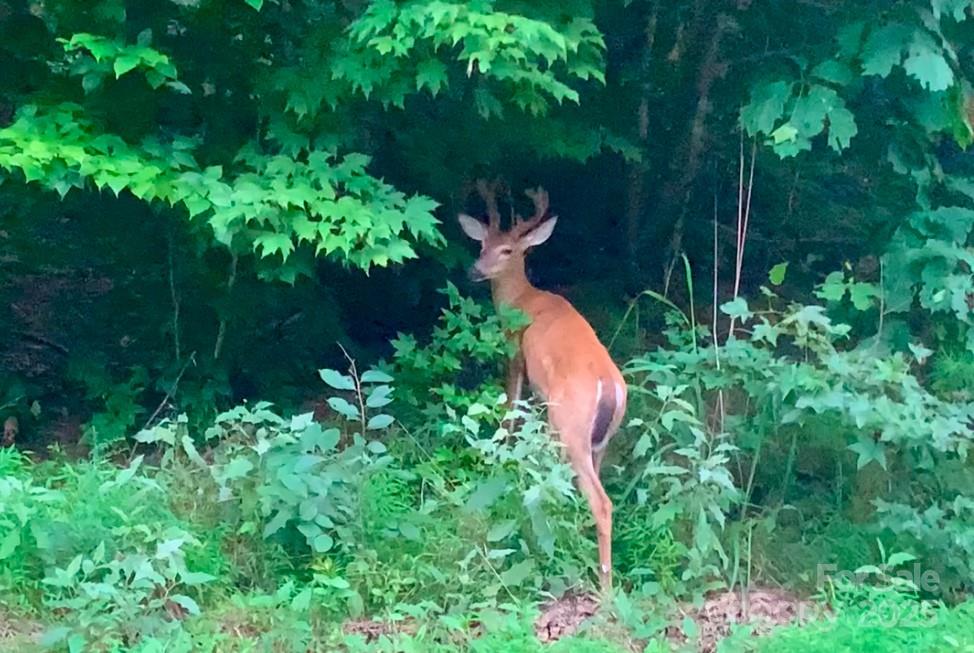 White Oak Mountain - Land