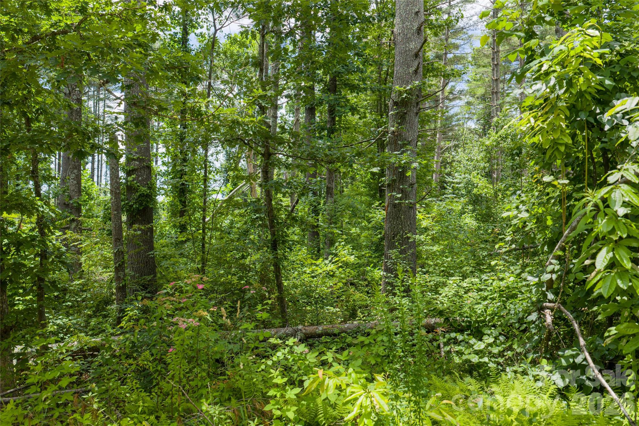 4 Dunnwoody Drive