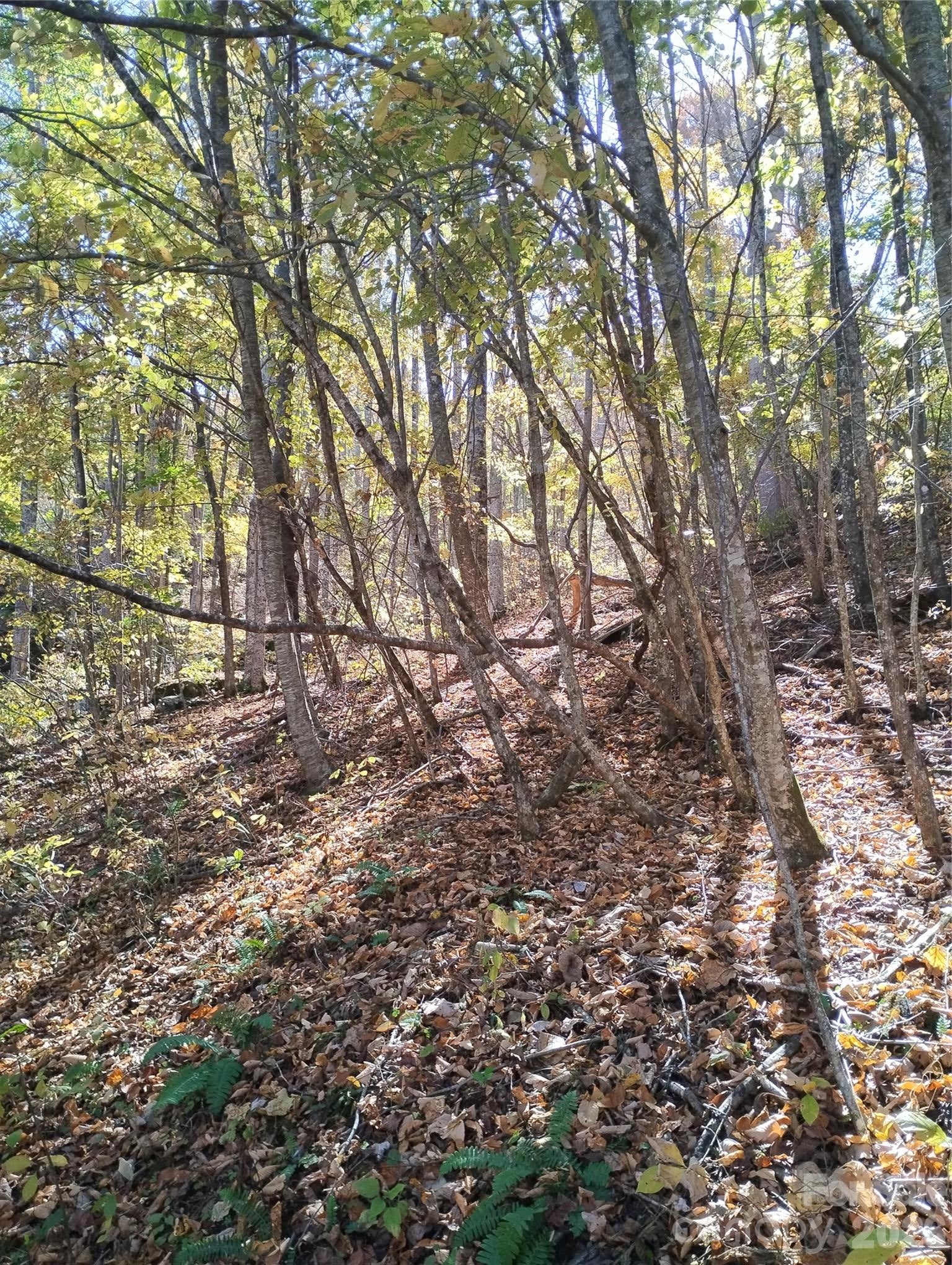 000 Dora Lane