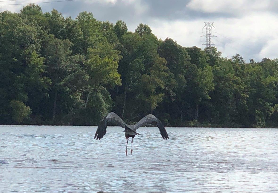 Imagery on Mtn Island - Residential