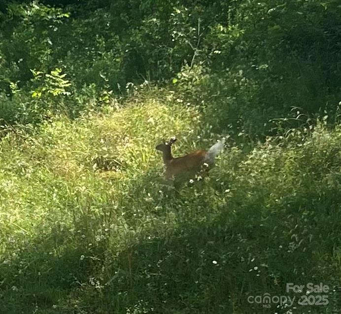 18103 NC Hwy 194 Highway