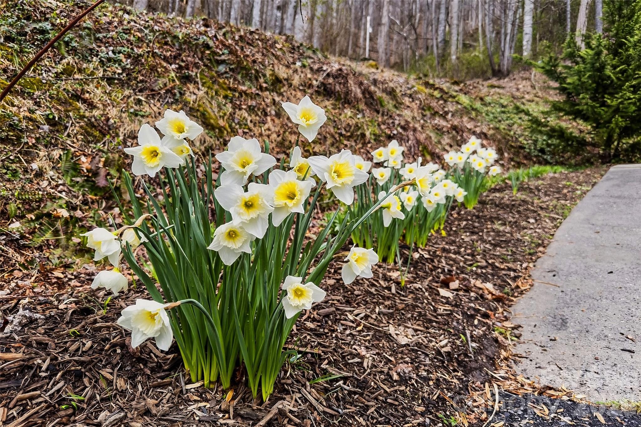 Crystal Tree - Residential