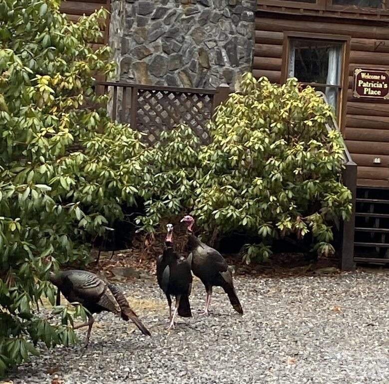 Bear Ridge - Residential