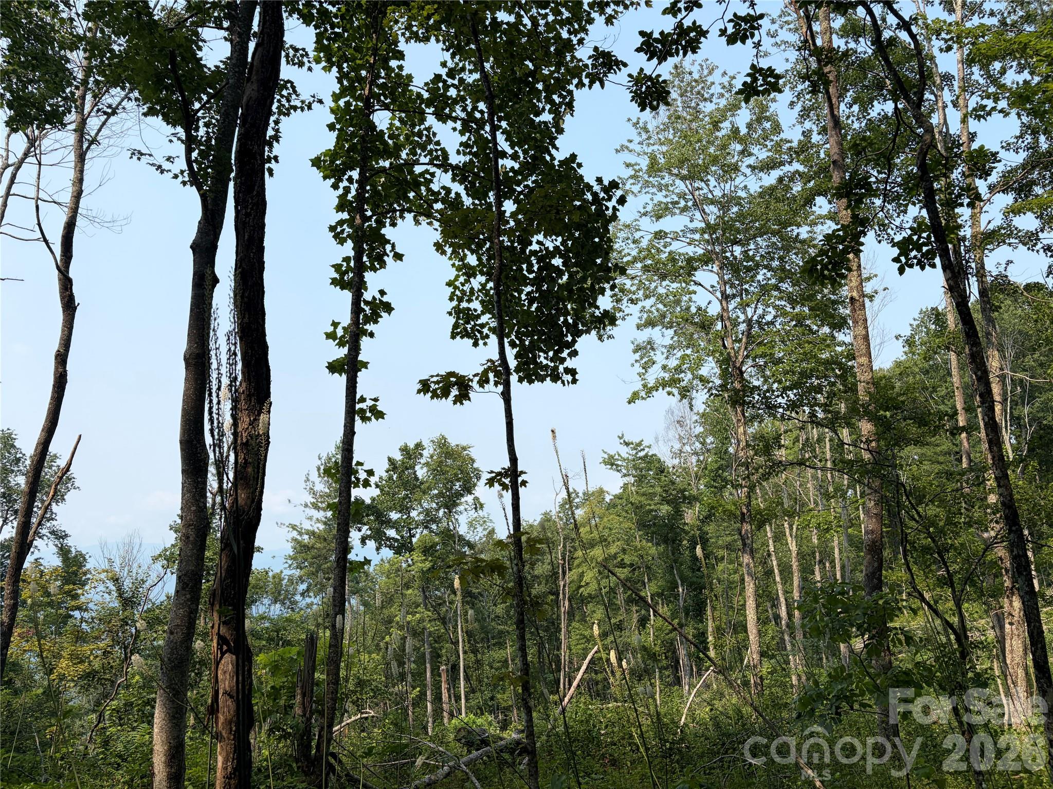 000 Catbrier Lane, Burnsville, NC, 28714