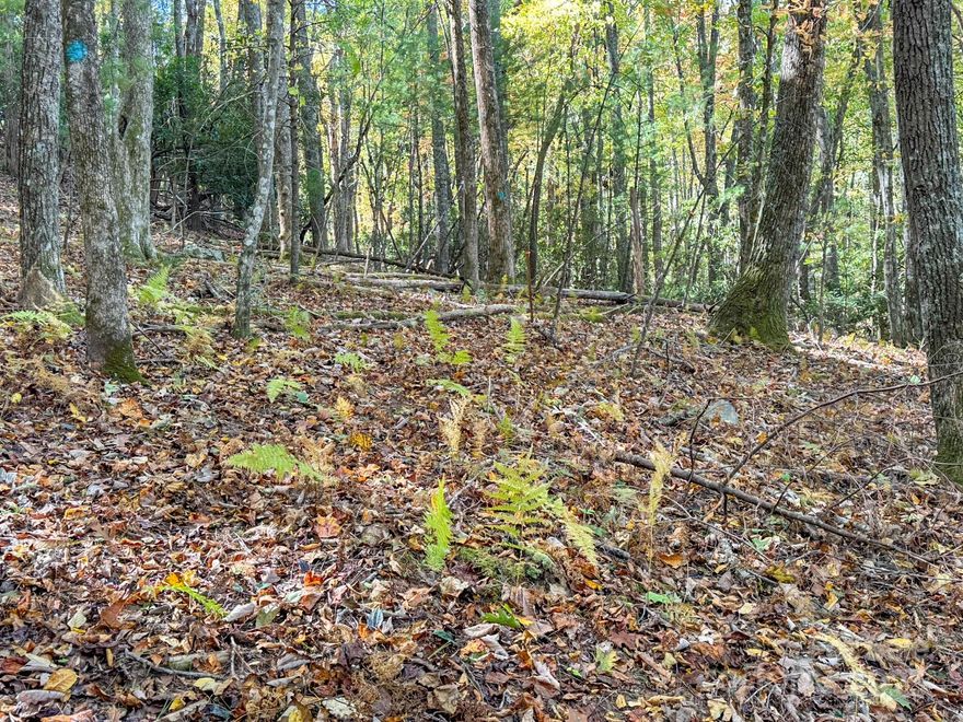 345 Christa Lane – Powder Creek Estates, now listed over $12,000 below tax value!

Located in the northwestern corner of Henderson County, 345 Christa Lane is nestled in the desirable Powder Creek Estates community. This location offers outstanding convenience—just 9 minutes to Ingles and the new Publix, 10 minutes to Asheville Regional Airport, 15 minutes to Biltmore Park, and only 20 minutes to downtown Hendersonville.

Set in an established neighborhood of beautiful homes and scenic mountain views, this 1.91-acre lot offers a high degree of privacy. While the lot may appear steep at first glance—and yes, there are some steep slopes—it features a very gentle "bench" that sits above the road. This bench is the ideal homesite, offering a peaceful, wooded feel and a sense of being surrounded by nature, all while offering an amazing, easy-to-build homesite. 

The lot also includes underground power and wired internet. A well and septic system will be required.

Additionally, the roads in Powder Creek Estates were recently paved, adding to the accessibility and appeal.