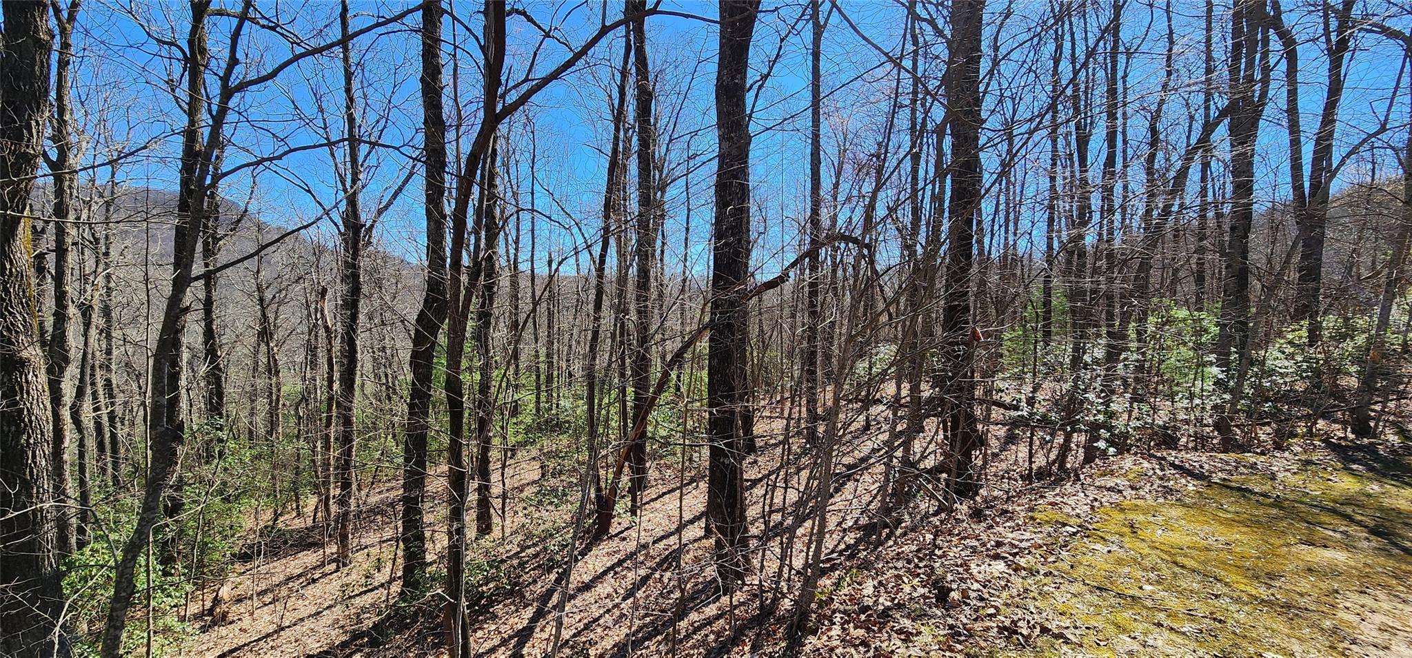4.17 Acres Spruce Lane 28