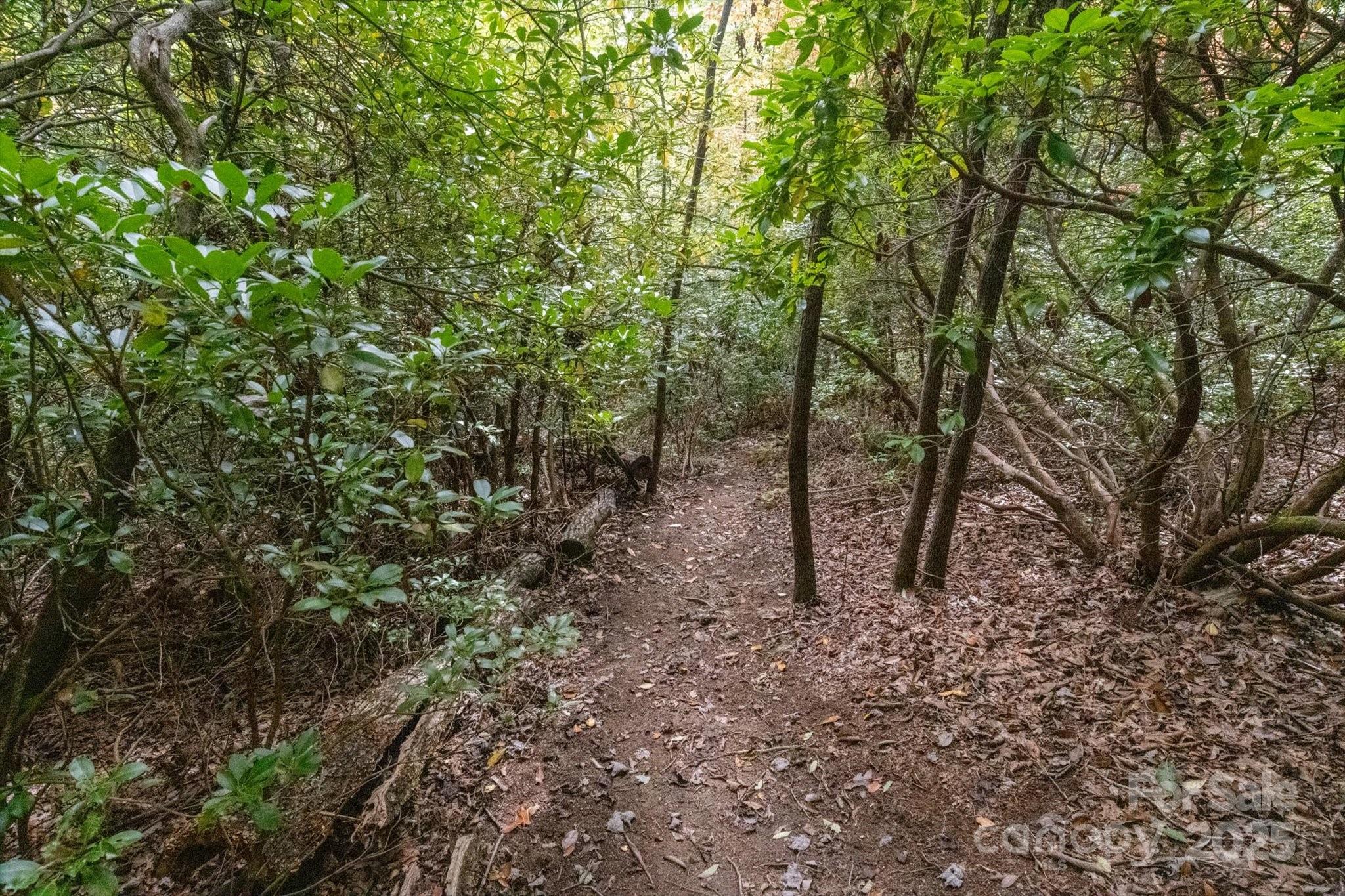 TBD Pine Mountain Trail M79