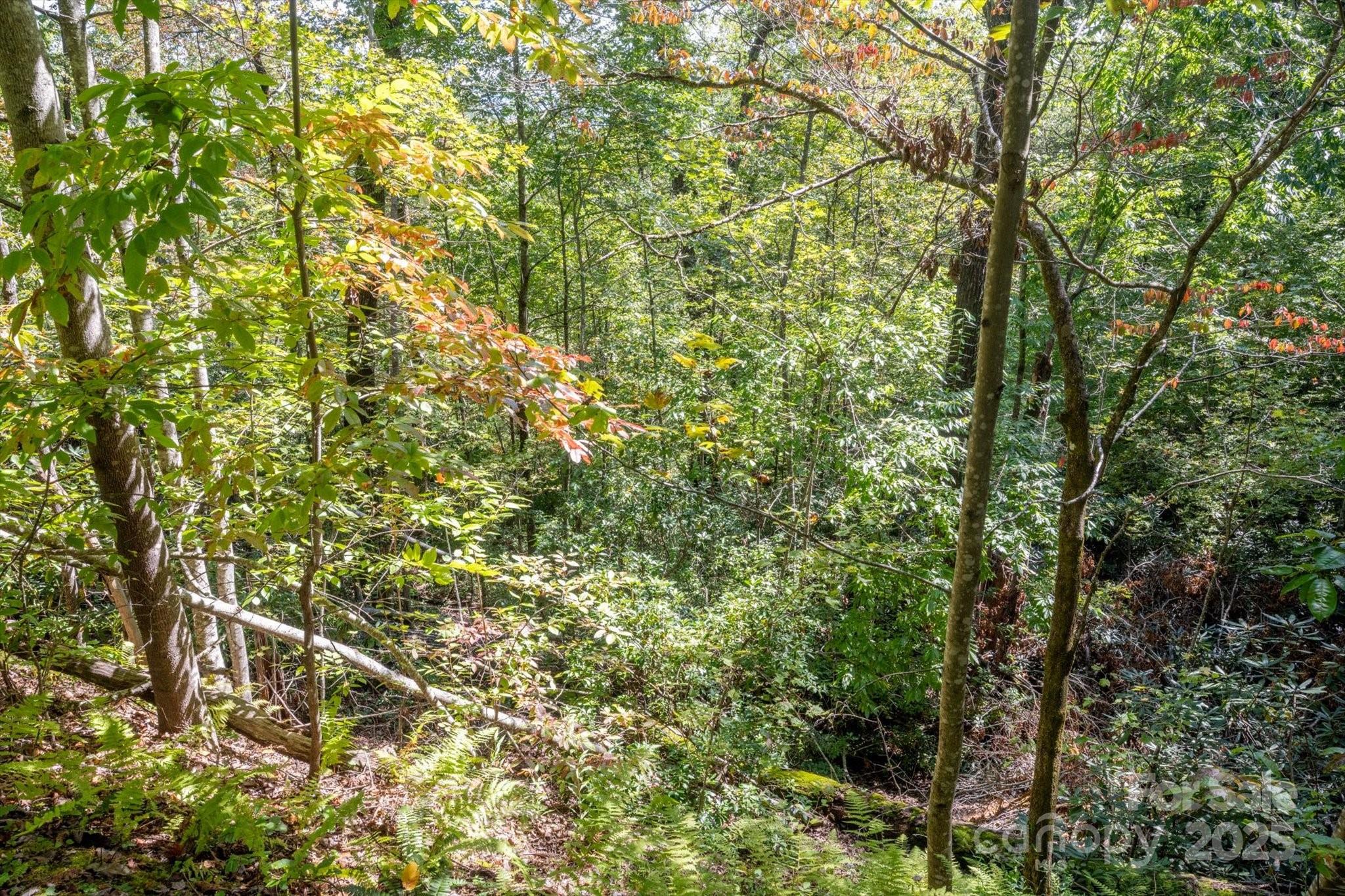 TBD Pine Mountain Trail M79