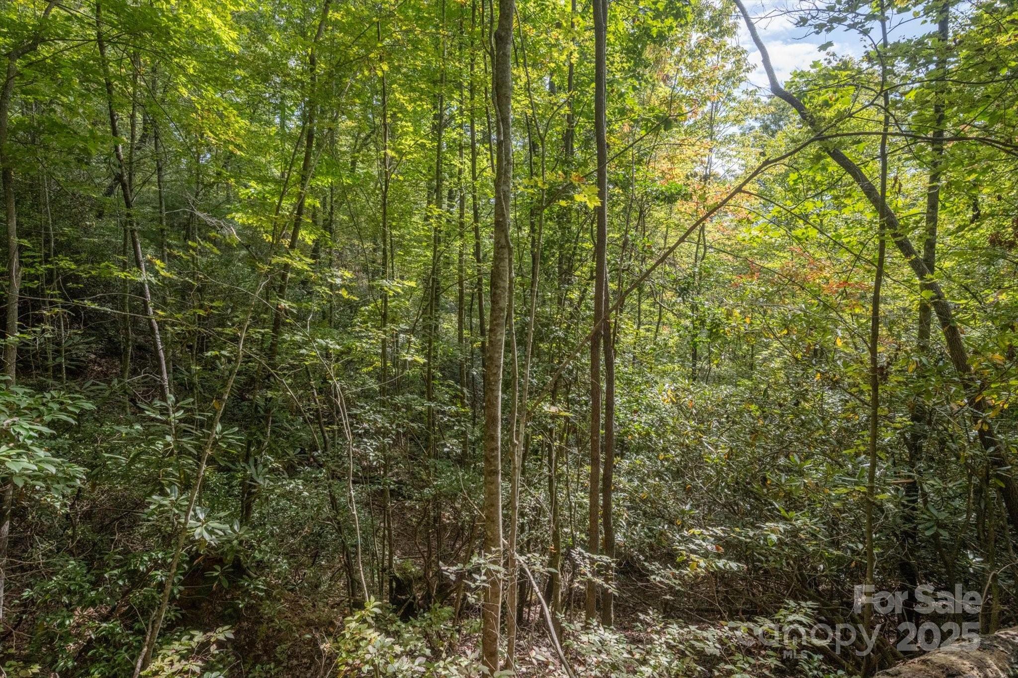 TBD Pine Mountain Trail M79