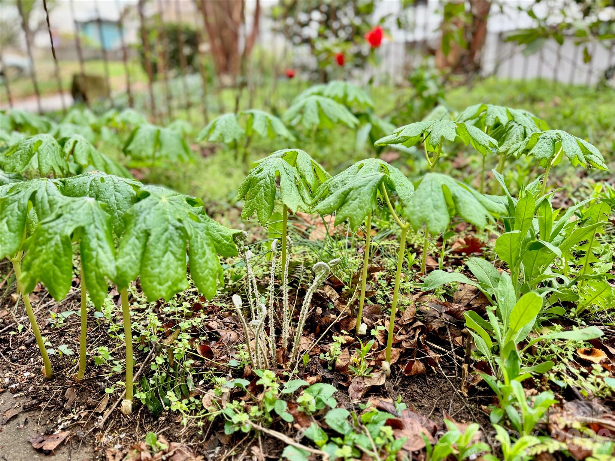 Hillside Park - Residential Income