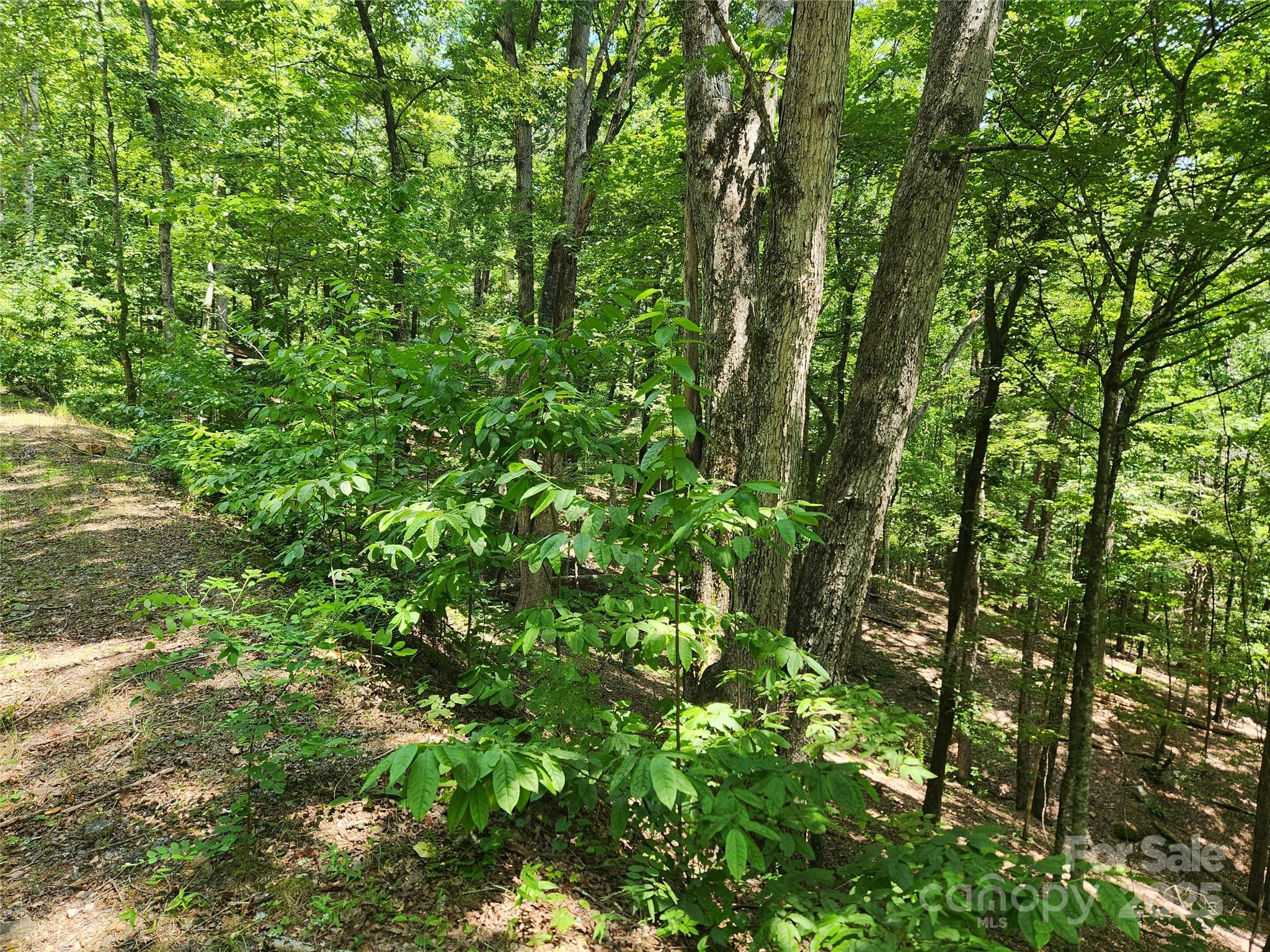 Lot 81, 82, & 88 Walnut Lane