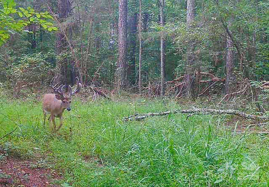 169.8+/-Ac Creekfront with Lake Access! Discover the ultimate in rural living & investment potential with this exceptional large acreage property. With frontage on both a bold creek & secluded 22ac lake, this property offers endless possibilities. Gently sloped terrain and 60+/- acres of cleared, flat land make it perfect for farming, developing, equestrian use or private estate. Whether you're envisioning a working farm, a family compound or an exclusive subdivision, the beauty & versatility of this land is unmatched. Located less than 1/2hr from Tryon International Equestrian Center; less than 1 hr from Asheville; 1 hour from Greenville International Airport and 90 min from Charlotte, this amazing property is as convenient as it is breathtaking. A must-see for outdoor enthusiasts, investors, developers, or anyone wanting a legacy property. This is the one. Call to schedule your exclusive showing today.

*See MLS#4257732 for an ADDITIONAL 33ac of LAKE FRONTAGE that's also available!