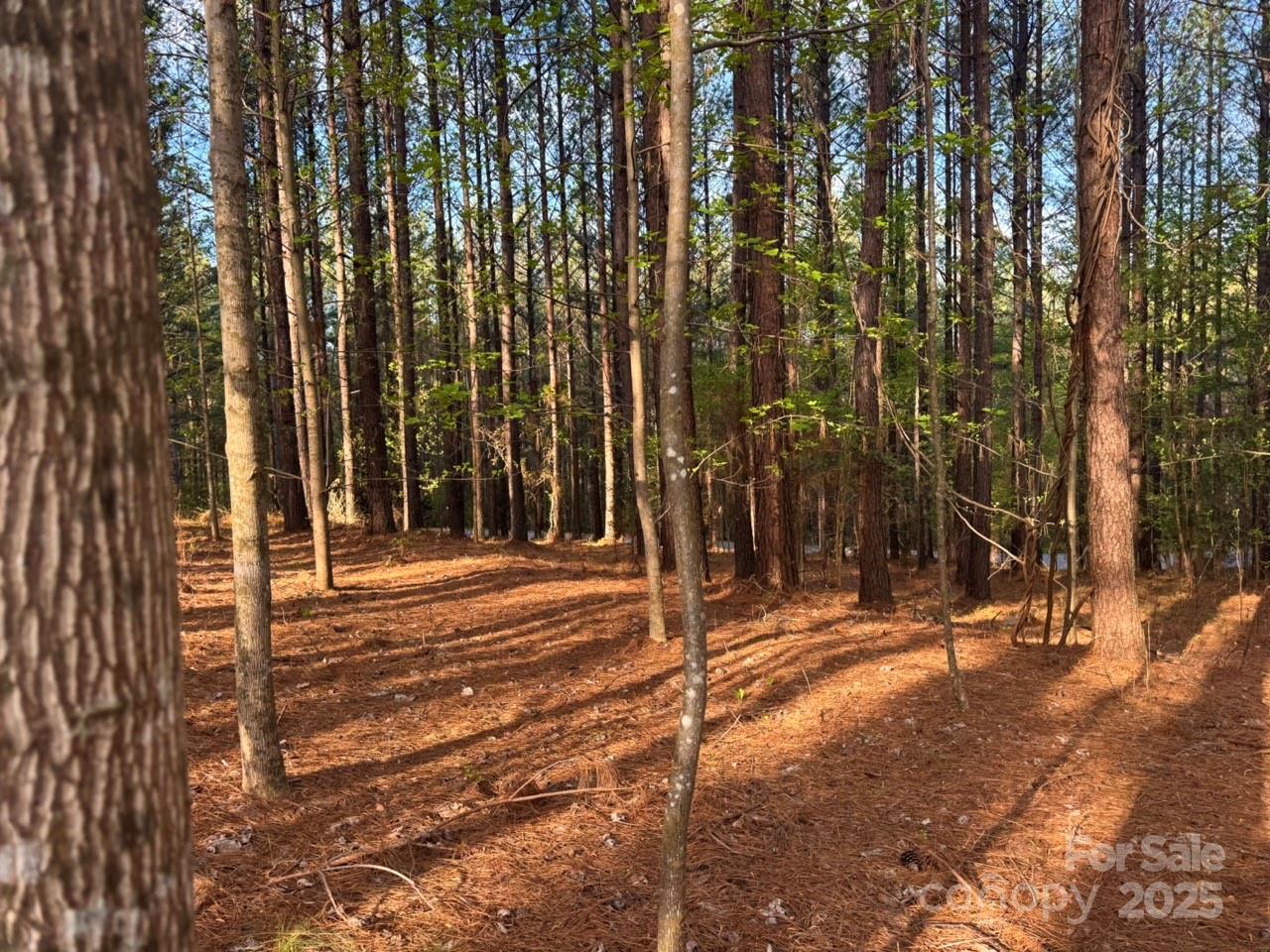 Clearwater Creek - Land