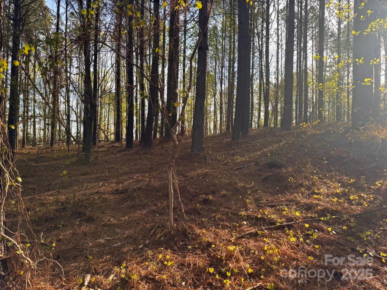 Clearwater Creek - Land