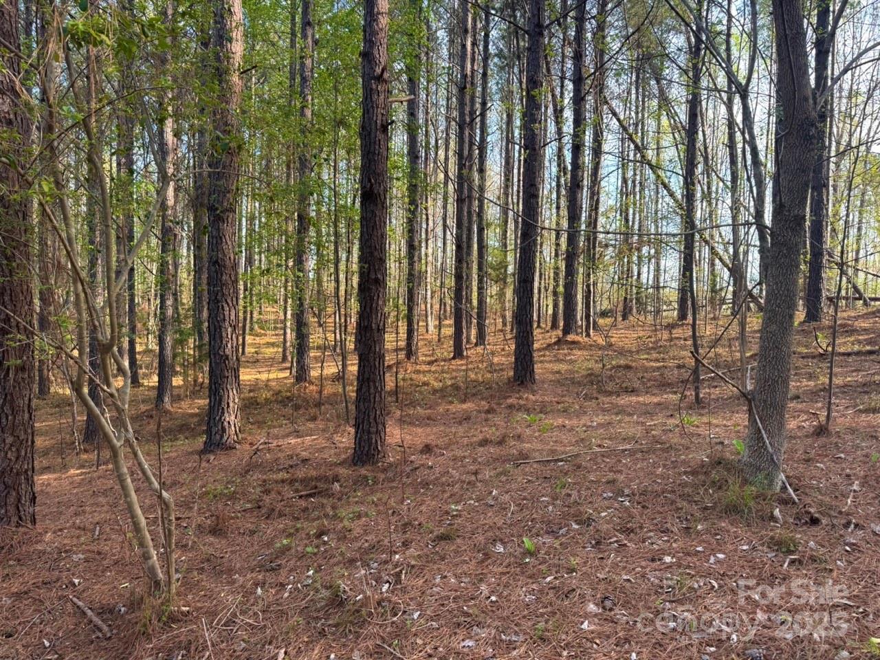 Clearwater Creek - Land