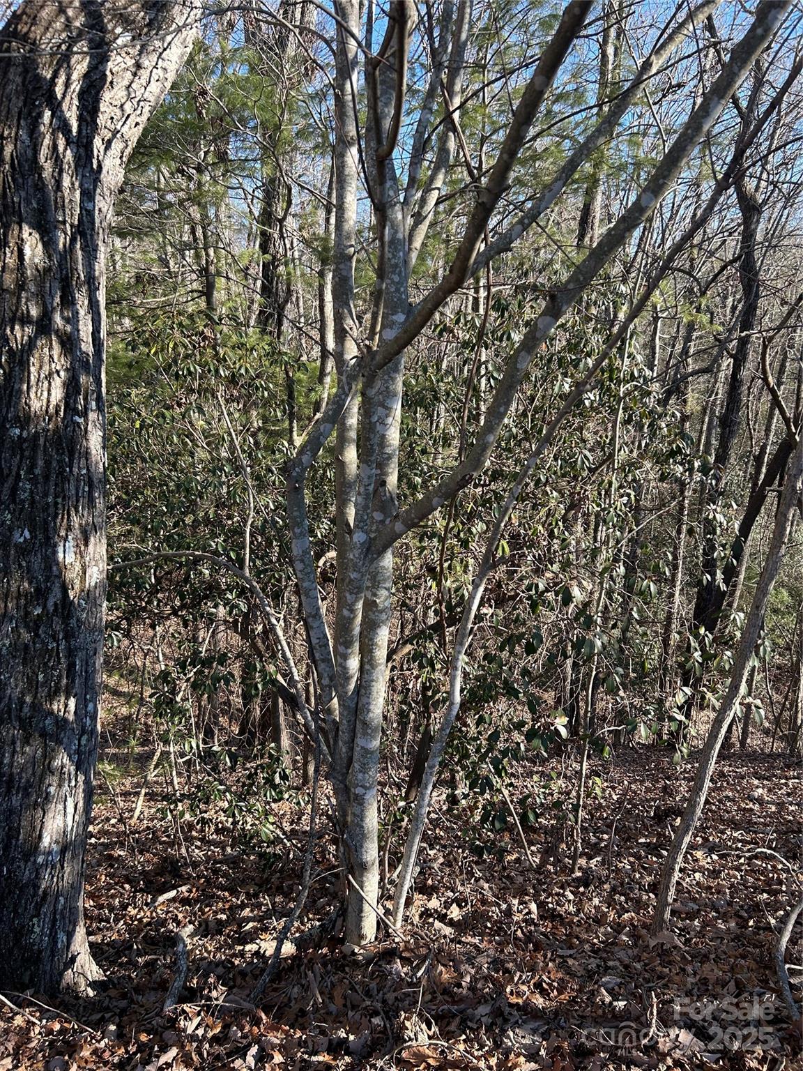 210 Thistlewynd Trail