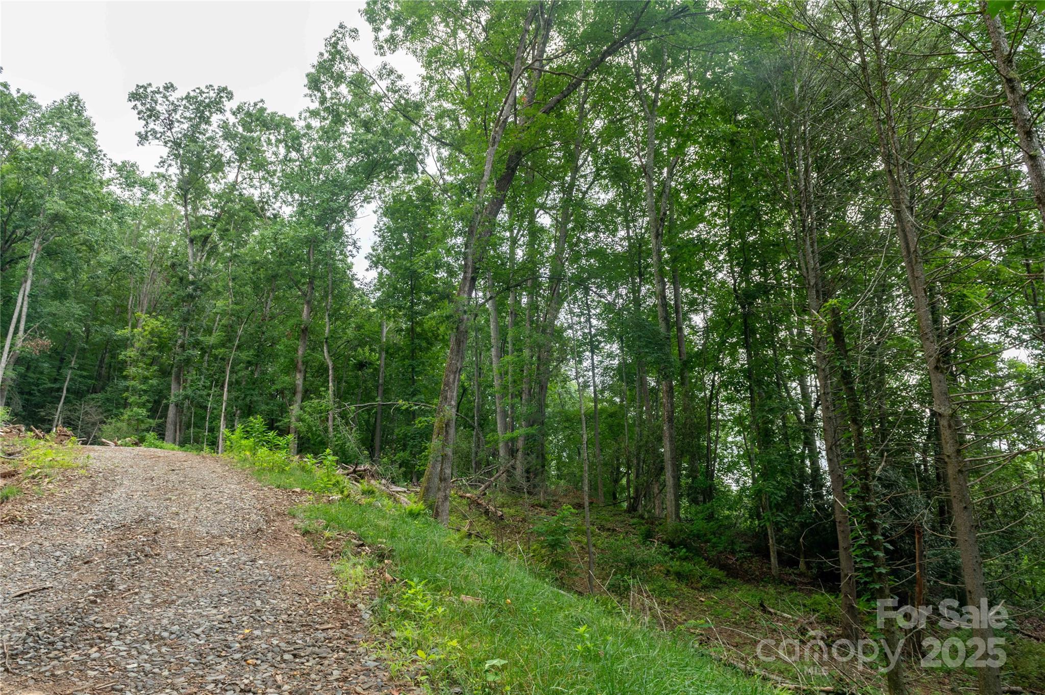 Mount Mitchell Lands - Land