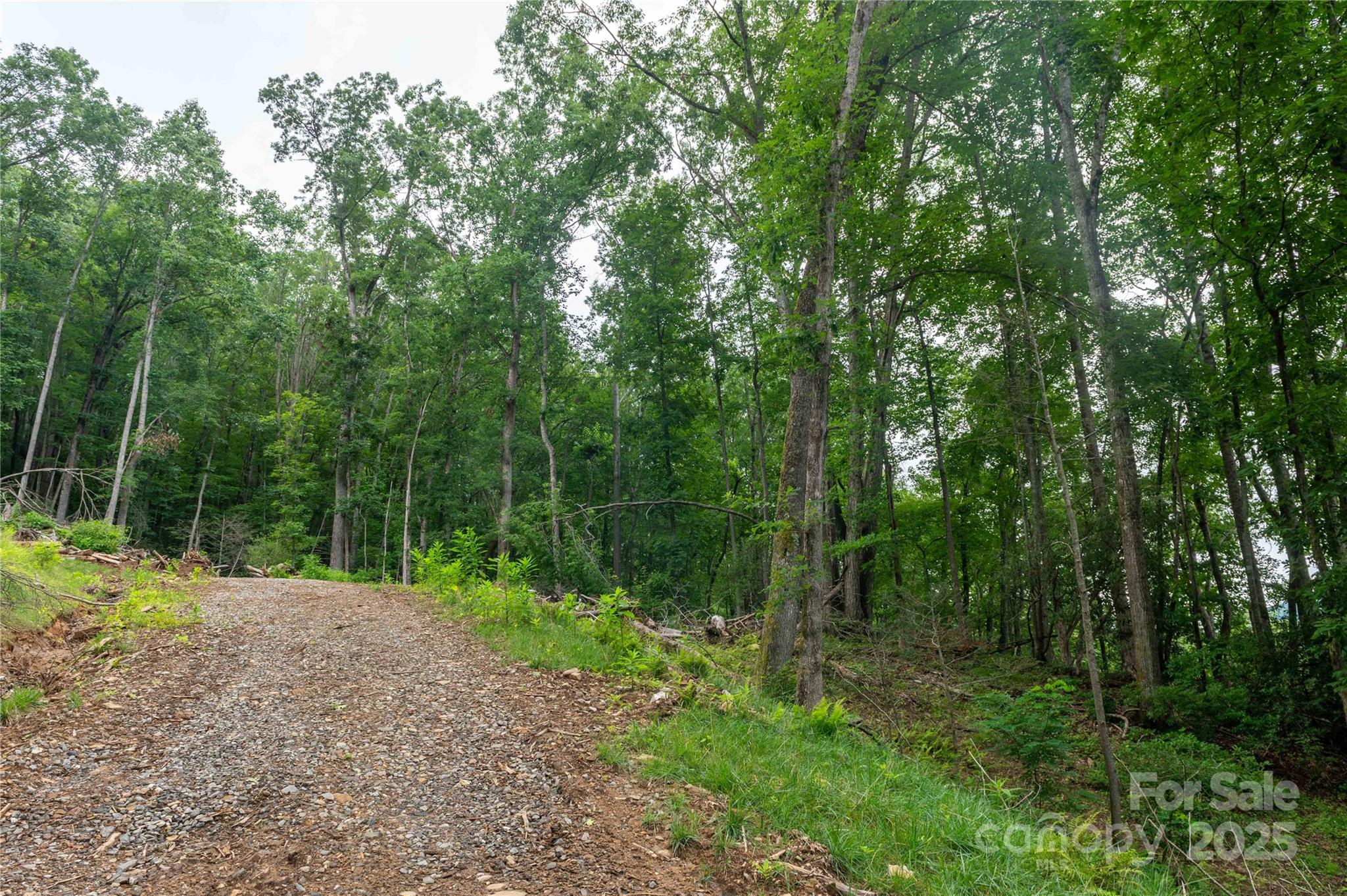 Mount Mitchell Lands - Land
