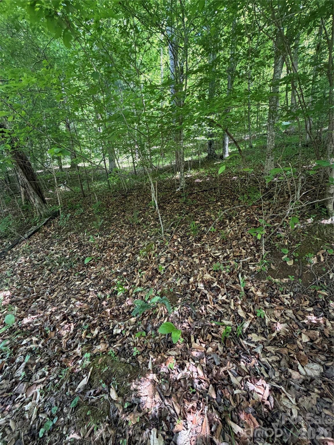 Clearwater Creek - Land
