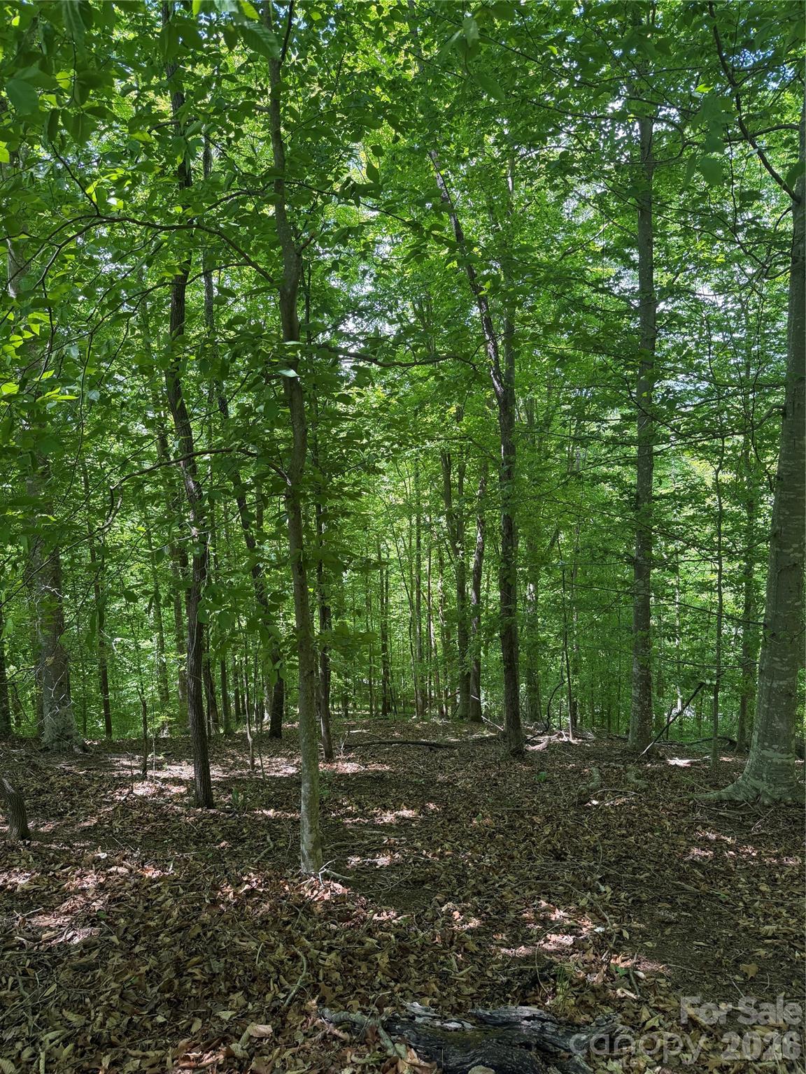 Clearwater Creek - Land