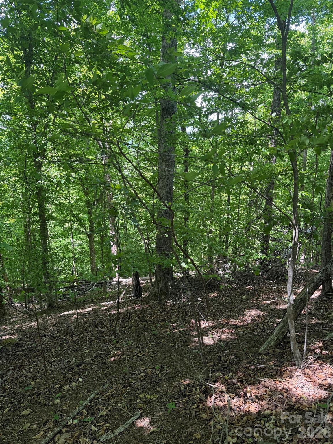 Clearwater Creek - Land