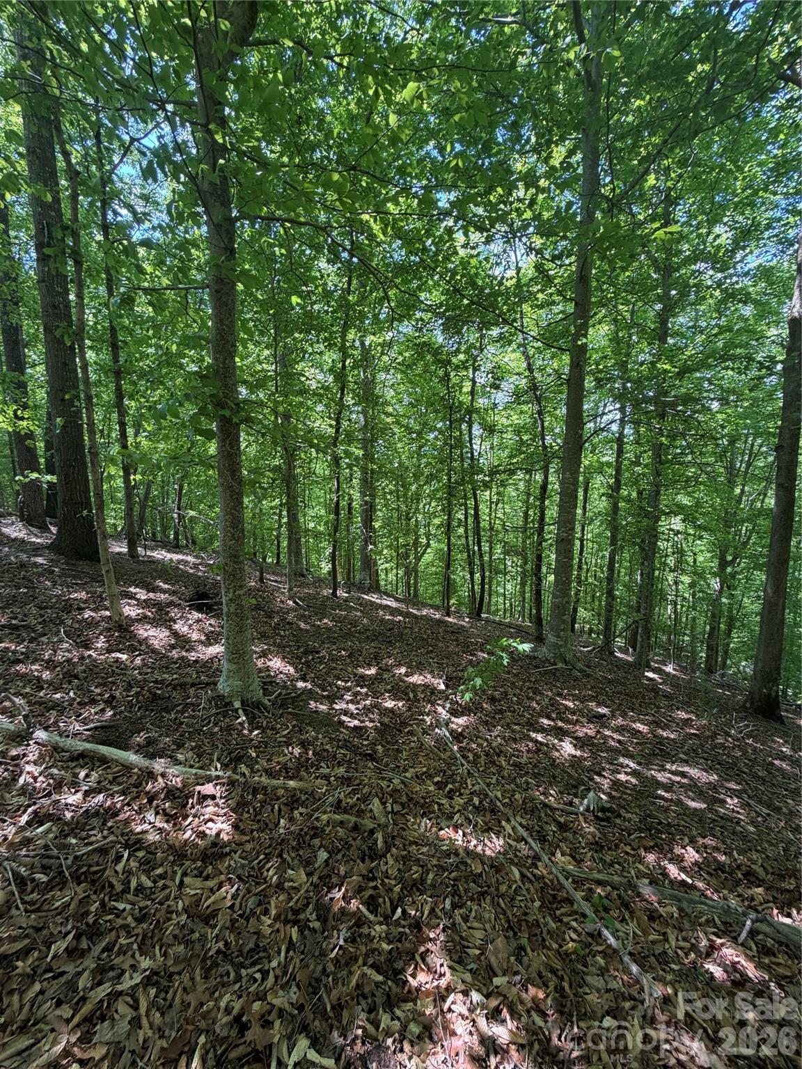 Clearwater Creek - Land