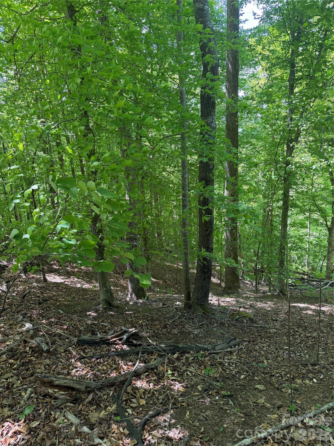 Clearwater Creek - Land