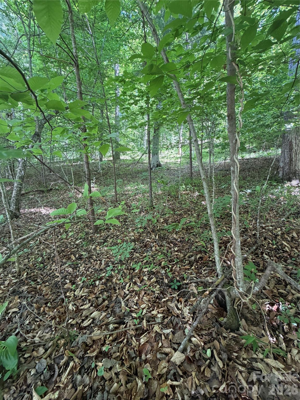 Clearwater Creek - Land