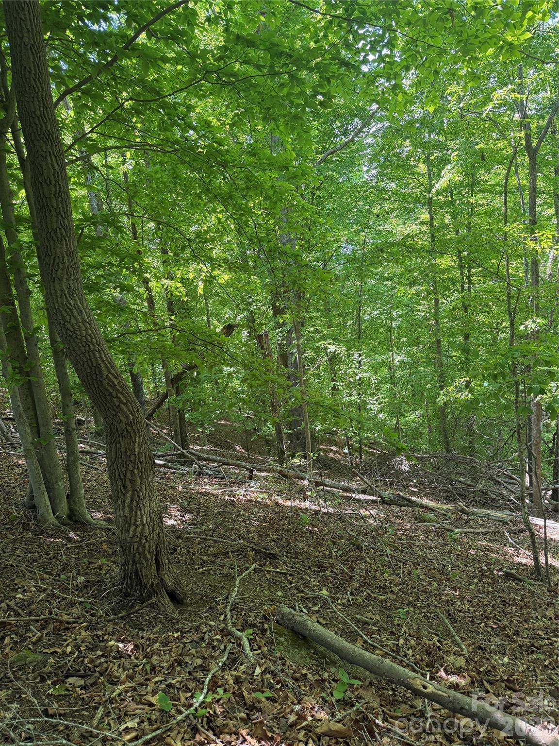Clearwater Creek - Land