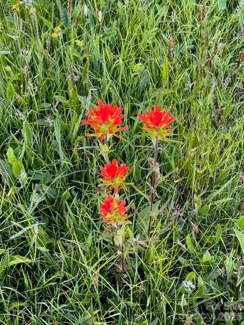 Ogle Meadows - Residential