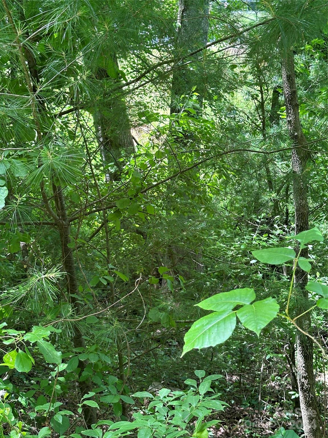109 Round Table Trail 7