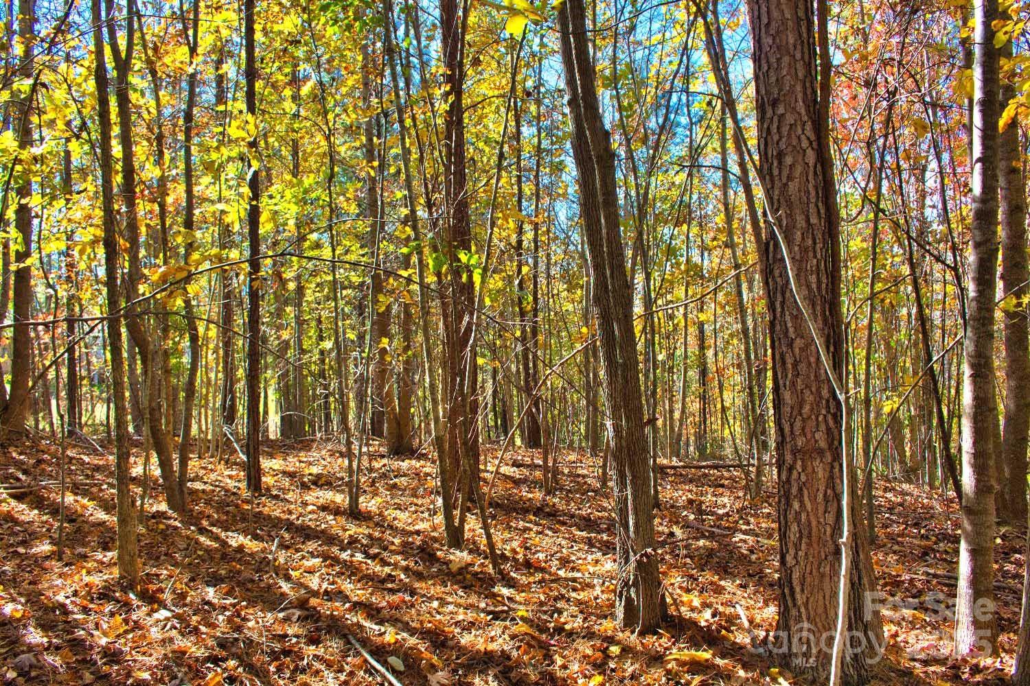 Clearwater Creek - Land