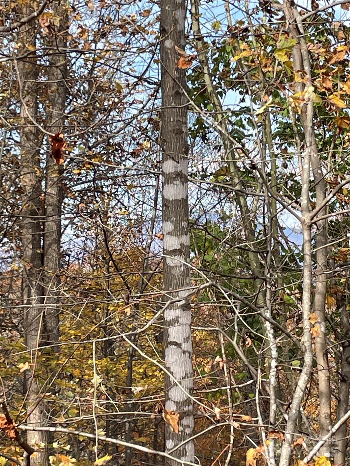 Forest Heights - Land